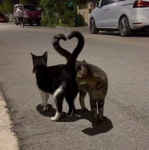 Meet your Posher, Danica